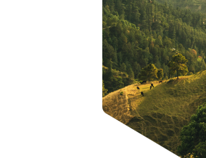 Nature_St1 (339).png