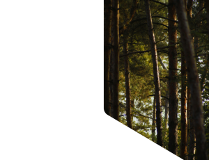 Nature_St1 (342).png