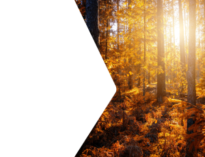 Nature_St2 (79).png