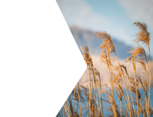 Nature_St2 (169).png