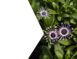 Nature_St2 (192).png