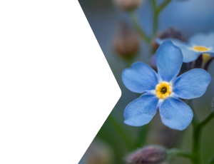 Nature_St2 (195).png